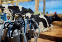 “Юнікасоль” – сімейна молочна ферма на Рівненщині