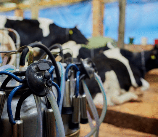 “Юнікасоль” – сімейна молочна ферма на Рівненщині